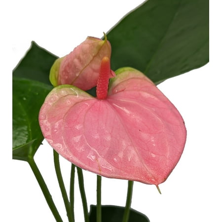 Sweet Dreams Anthurium Plant - Easy to Grow House Plant - 4