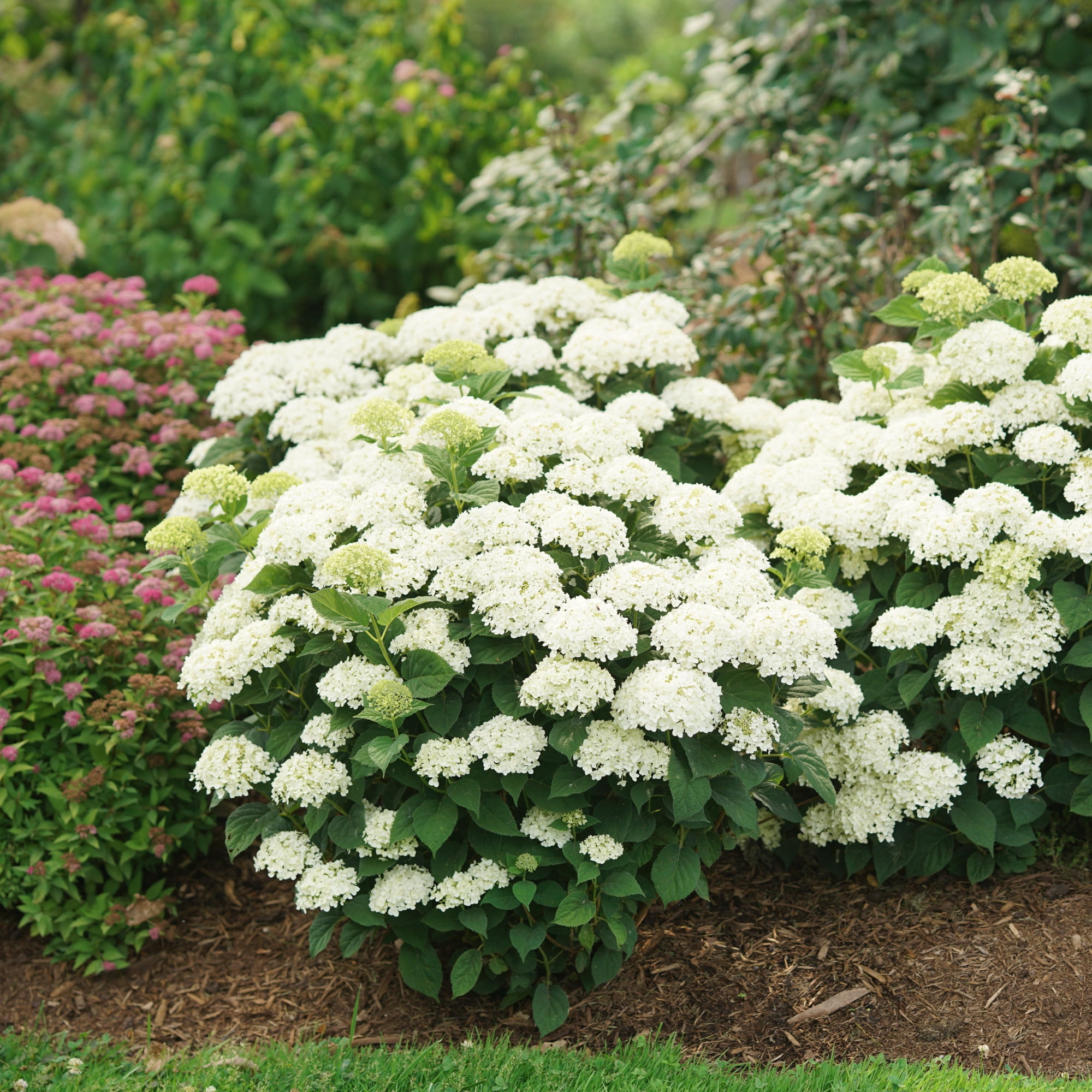 Proven Winners ColorChoice 5" Invincibelle Wee White 2.0 Smooth Hydrangea Live Plant in 4.5" Pot (4 Count)
