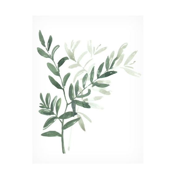 Trademark Fine Art Rosana Laiz Blursbyai Watercolor laurel branch Canvas Wall Art