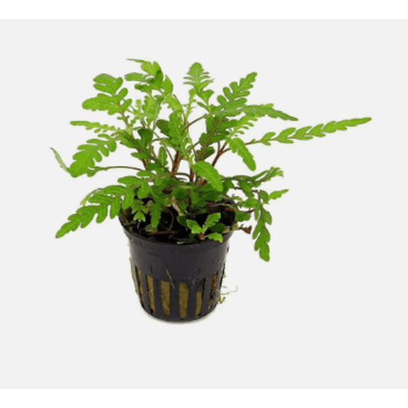 Hygrophila Pinnatifida Live Aquarium Plant – Single Bare Root Freshwater Aquatic Plant for Fish Tank Aquascaping