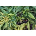 thumbnail image 2 of 2 Fresh Black Bearing Elderberry Cuttings to Grow - Grow 2 Elderberry Plants, 2 of 2