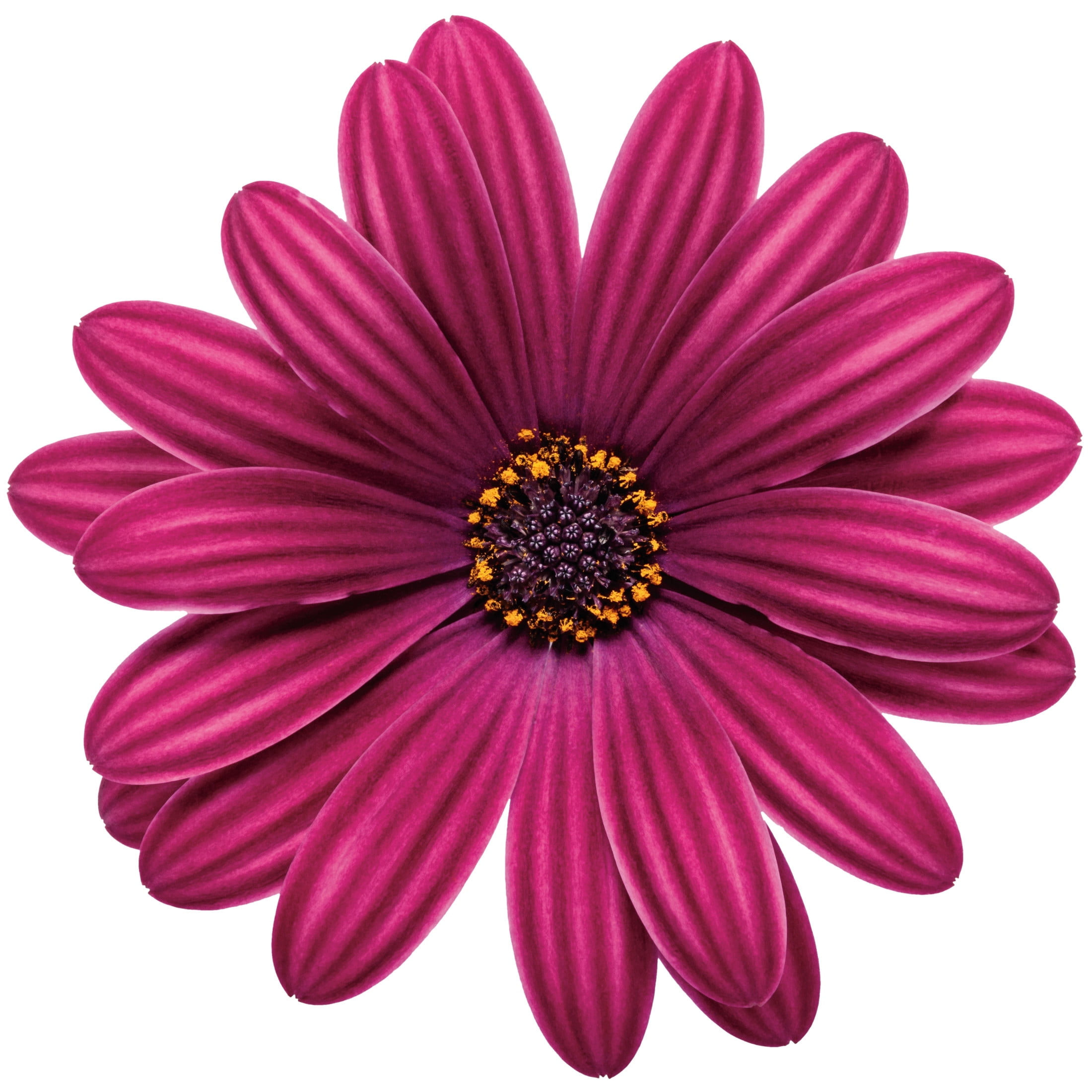 Proven Winners 4" Bright Lights Purple African Daisy Live Plant in 4.25" Pot (4 Count)