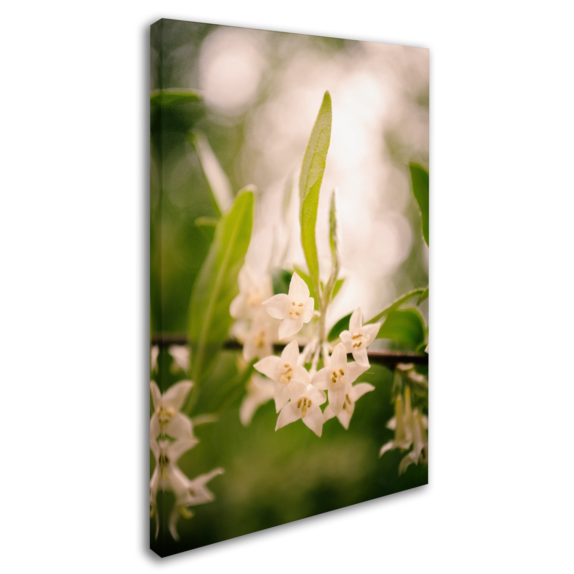 PIPA Fine Art 'Floral Tranquility' Canvas Art 16 x 24