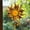 Style D, variant on Radiant Sunflowers Acrylic Suncatcher, Flower Sun Catchers for Window Hangings,Sun Acrylic SunCatcher, Boho SunCatchers for Window Hanging Ornament,Gifts for Mom,Grandma,Wife,Women