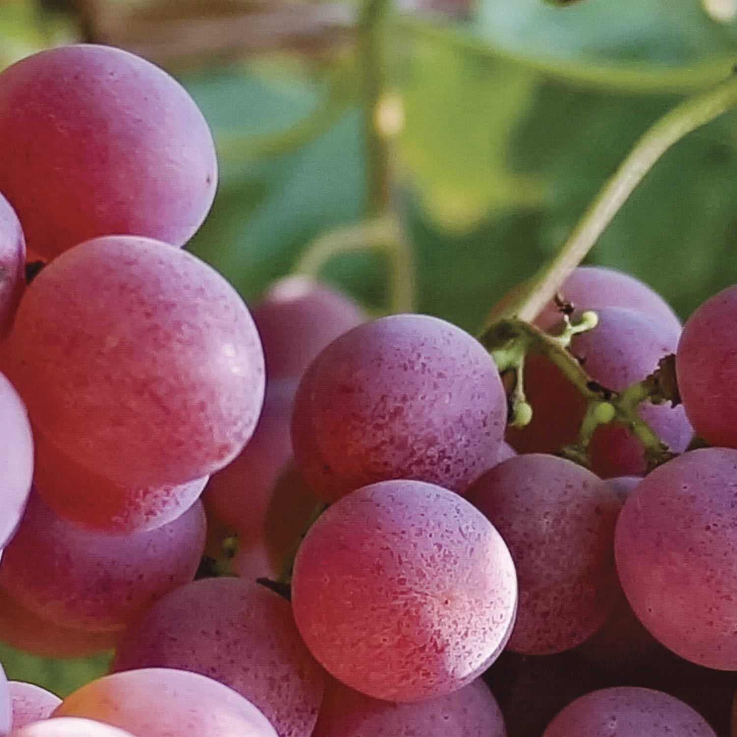 Expert Gardener Somerset Seedless Red Grape Plant - 1 Dormant Bare Root, Full Sun, Perennial