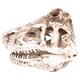 thumbnail image 2 of Modelo de calavera de resina, adorno de calavera de dinosaurio de resina, decoración de calavera, estatua de calavera elaborada por expertos, 2 of 9