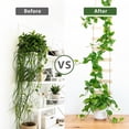 thumbnail image 3 of Wooden Ladder Plant Trellis for Climbing Plants – 6ft Extra Tall Indoor & Outdoor Wooden Trellis Garden Plant Support, Easy to Install for Vines, Ivy, Pothos, Monstera, Potted Plants, 3 of 4