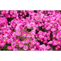 100 Pink NEW ENGLAND ASTER Aster Novae var Angliae Flower Seeds