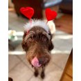 thumbnail image 3 of Midlee Valentine's Heart Large Dog Headband, 3 of 5