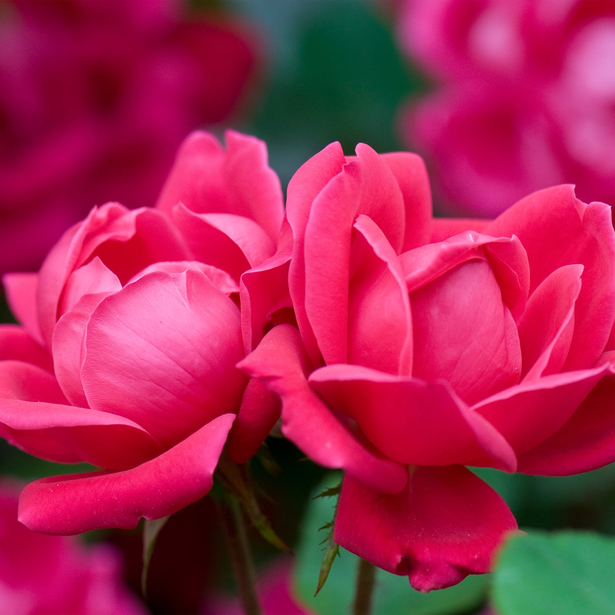 The Knock Out® Family of Roses 'The Red Double Knock Out® Rose' Live Shrub in 2-Gallon Grower Pot