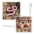 thumbnail image 3 of fastboy 1 Set Earthworm Model Early Educational Practical Growth Cycle Toy Plastic Displaying Prop for Baby Kids Toddlers, 3 of 6