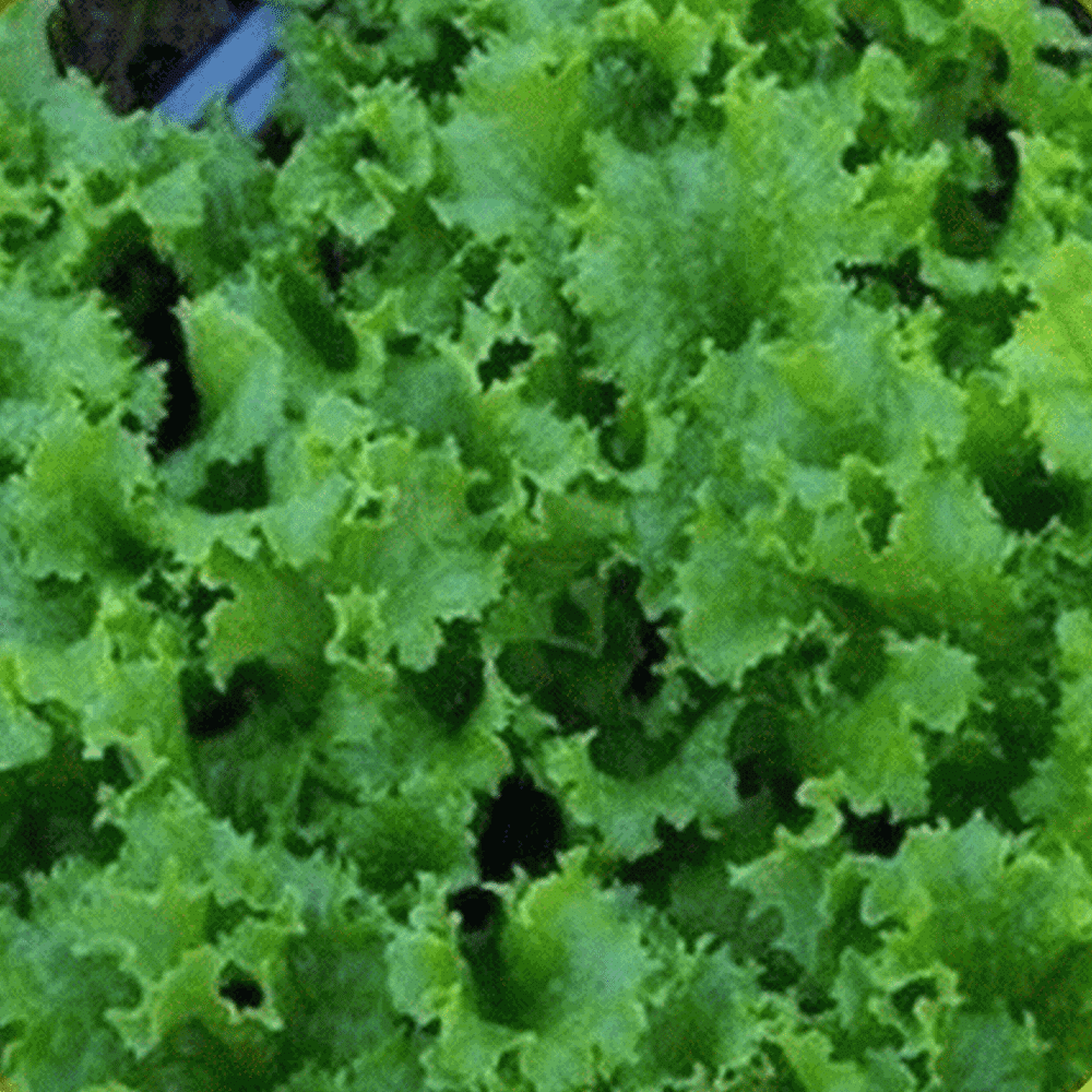 Everwilde Farms 1 Lb Waldmans Green Leaf Lettuce Seeds Gold Vault