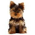 thumbnail image 2 of CafePress - Yorkie Mug - 11 oz Ceramic Mug - Novelty Coffee Tea Cup, 2 of 4