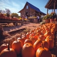 thumbnail image 2 of Trefl Red 500 Piece Puzzle - Halloween - Pumpkin Patch, 2 of 4