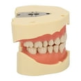 Dental Model with 28 Teeth Screw Fixing Soft Gum Simulation Alignment