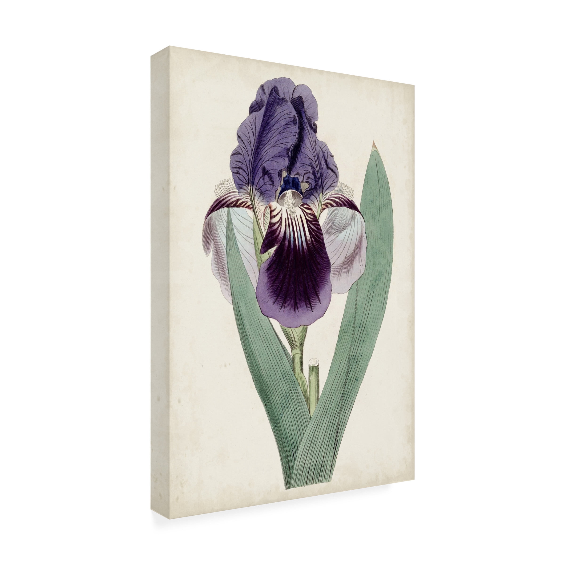 Curtis 'Garden Gems VI' Canvas Art