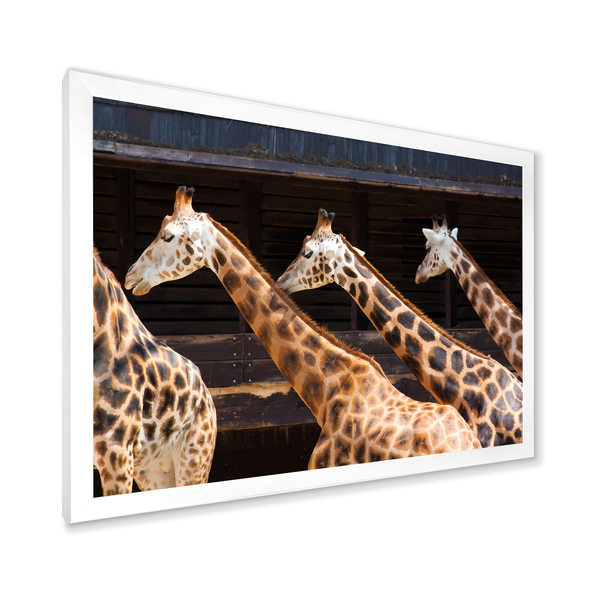 Designart 'Portrait Of Three Giraffes Running' Farmhouse Framed Art Print