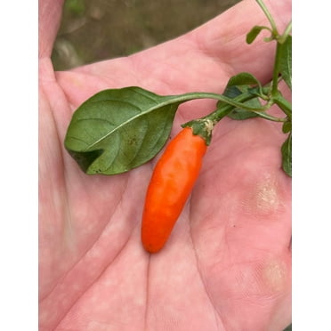 Orange Fifi Tabasco Chile Heirloom Pepper Premium Seed Packet