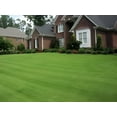 thumbnail image 2 of Zenith Zoysia Grass Seed - 2 Lbs., 2 of 4