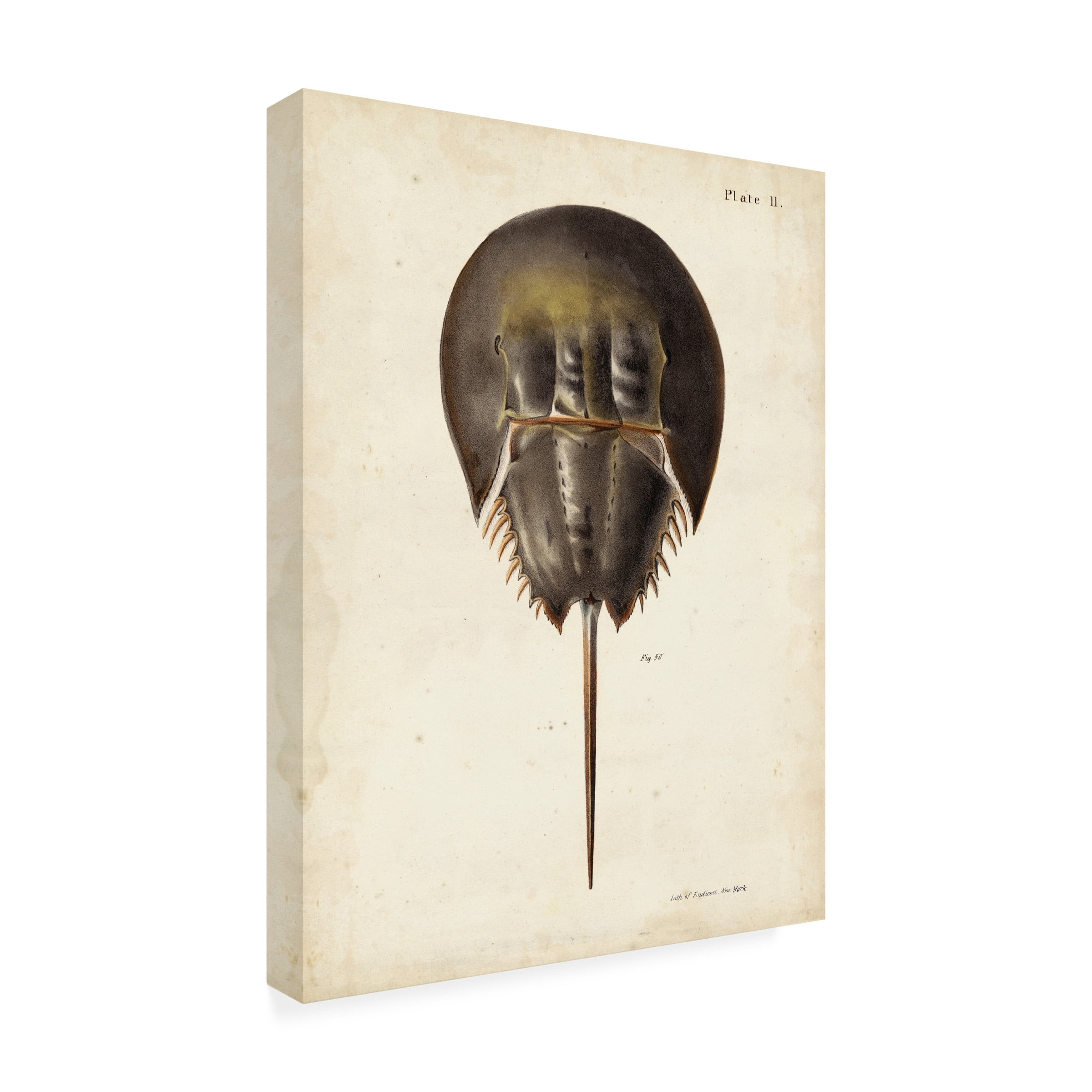 DeKay 'Vintage Horseshoe Crab' Canvas Art