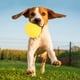 thumbnail image 3 of Juguete de pelota para perros, juguete masticable portátil y duradero de EVA amarillo para perros, juguete de pelota para perros de primera línea, 3 of 10