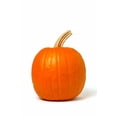 thumbnail image 2 of Autumn Gold Hybrid - Pumpkin Seeds, Non-GMO, 2 of 3