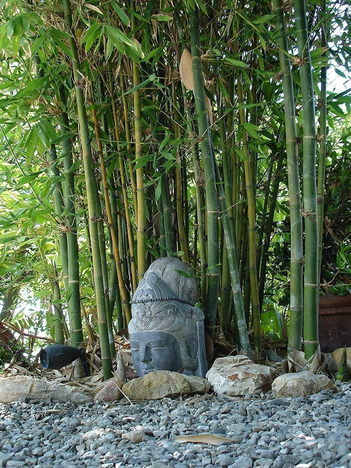 Oldhamii Bamboo  3 Live Plants  Bambusa Oldhamii  Privacy Screen Bamboo  Fast-Growing Garden Foliage  Tall Decorative Landscape Specimen