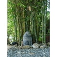 thumbnail image 3 of Oldhamii Bamboo  1 Live Plant  Bambusa Oldhamii  Privacy Screen Bamboo  Fast-Growing Garden Foliage  Tall Decorative Landscape Specimen, 3 of 9