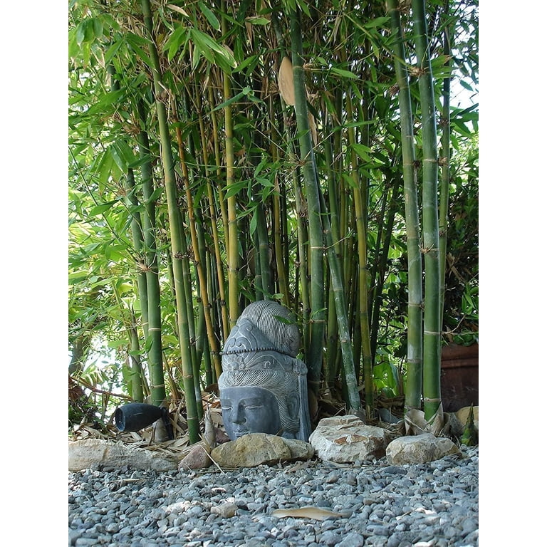 Oldhamii Bamboo 2 Live Plants Bambusa Oldhamii Privacy Screen
