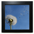 thumbnail image 1 of Blue Sky Beautiful White Dandelion Black Square Frame Picture Wall Tabletop, 1 of 3