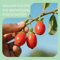 thumbnail image 5 of 3 Pounds Goji Berries, Wolfberry Premium Large Berry Form 5A Wolfberry 100% Natural Sun-Dried Whole Fruit for Soup Drinks, Snacks, Beverages 3 Pounds/Bag XXXL, 5 of 8