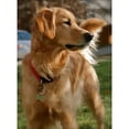 thumbnail image 5 of Rubit! Curve Shaped Dog Tag Clip Green Large, 5 of 5