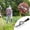 C, variant on Iron Weeding Rake with Handle, 2026 New 5/6/7/8 Teeth Garden Weed Puller Tool, Iron Rake for Yard Lawn and Garden (7 Teeth)