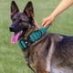 thumbnail image 3 of Collar para Ajustable Perro Pastor Alemán Accesorios Entrenamiento, 3 of 9