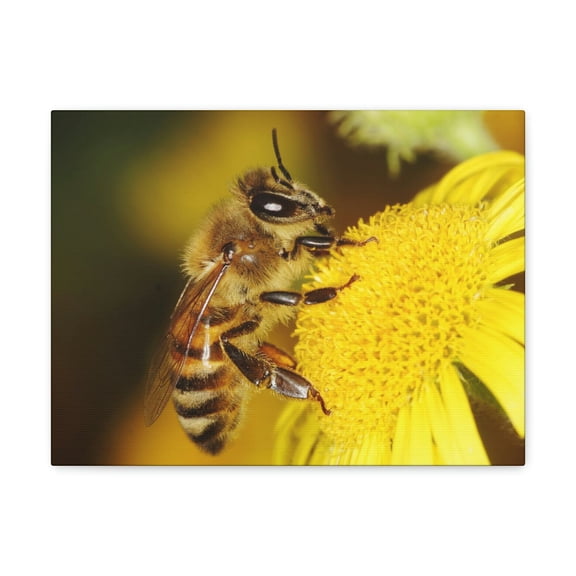 Majestic Bee Art Majestic Bee Print Animal Wall Art Wildlife Canvas Prints Wall Art Ready to Hang Unframed