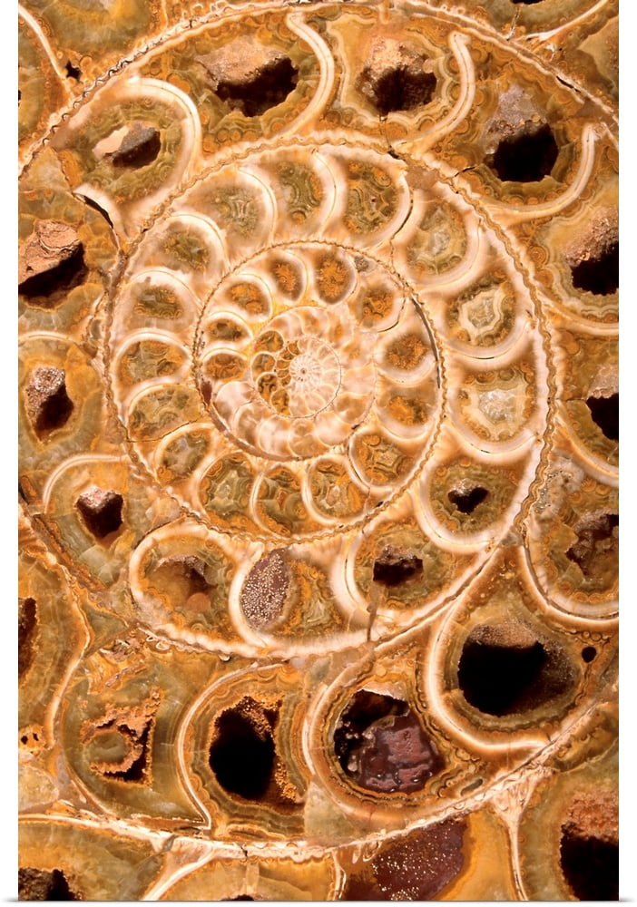 Great BIG Canvas | "Ammonite I" Poster Print - Walmart.com