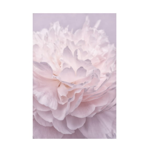 Trademark Fine Art Cora Niele Pink Peony Petals I Canvas Wall Art - 30x47