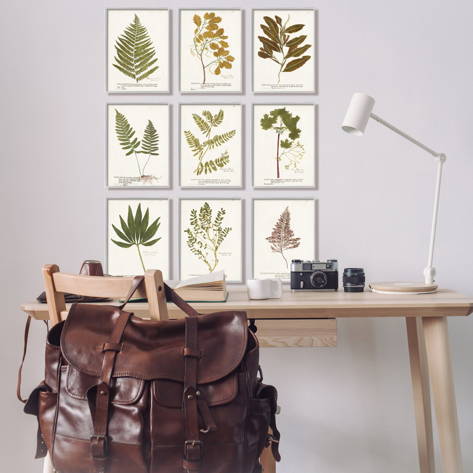 Stupell Industries Delicate Pressed Botanicals Vintage Plant Leaf Study , 11 x 14, Design by World Art Group
