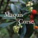 thumbnail image 1 of Maquis de Corse (French Edition), 1 of 1