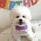 thumbnail image 4 of Sombrero de cumpleaños para mascotas Yuarrent Azul 6 pulgadas, 4 of 6