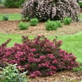 thumbnail image 3 of Spilled Wine Weigela-Compact Shrub-Vibrant Foliage  3 Gallon, 3 of 22