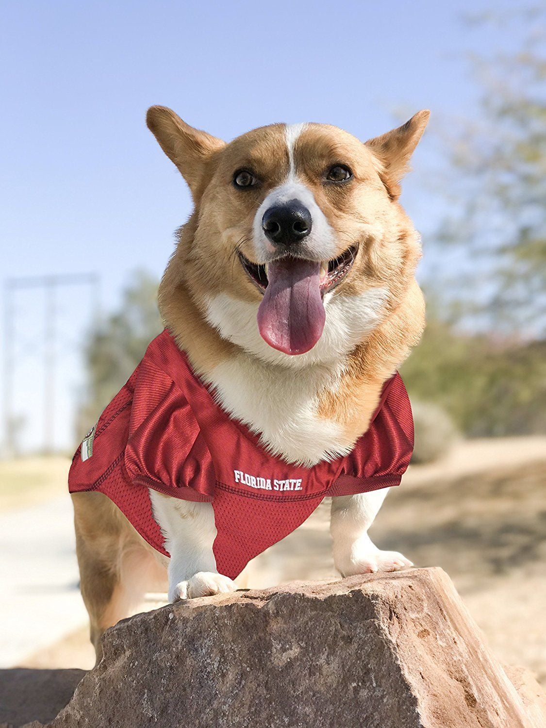 fsu dog sweater