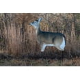 thumbnail image 2 of Montana Decoy Dreamy Doe, 2 of 3
