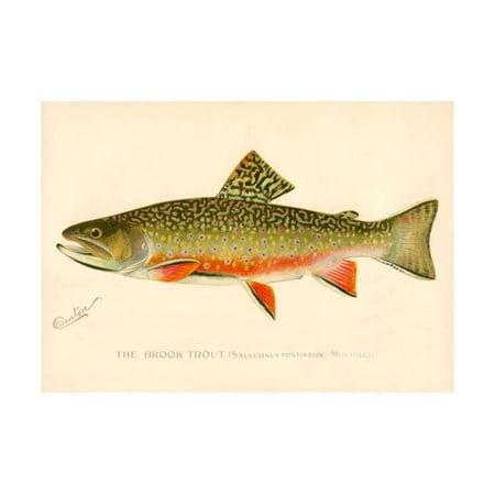 - The Brook Trout Print Wall Art