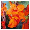 Canna Lily Bulbs for Planting Perennial Lily, Long Lasting Orange