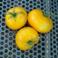 thumbnail image 1 of Giallo De Summer Tomato Seeds - 5 Lb Bulk ~544000 Seeds - Non-GMO - Vegetable Garden - Solanum lycopersicum, 1 of 1