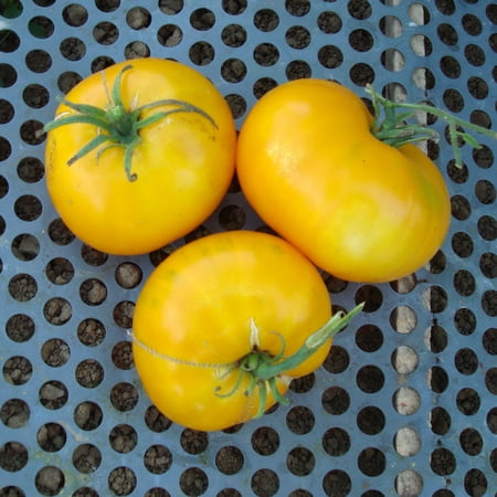 Giallo De Summer Tomato Seeds - 1 Lb ~108800 Seeds - Non-GMO - Vegetable Garden - Solanum lycopersicum