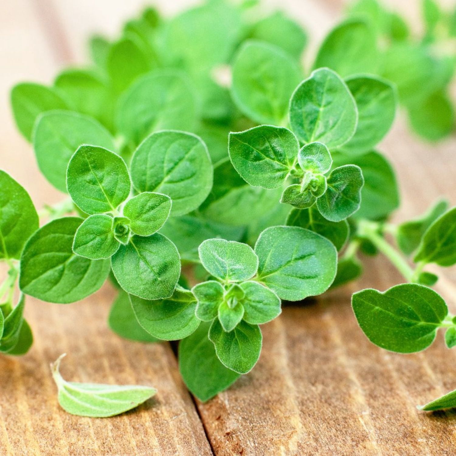 Proven Winners 4" Greek Oregano Oregano Live Herb Plant in 4.25" Pot (4 Count)