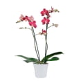 thumbnail image 2 of Orquídea en base de cerámica varios modelos 1 pieza, 2 of 4