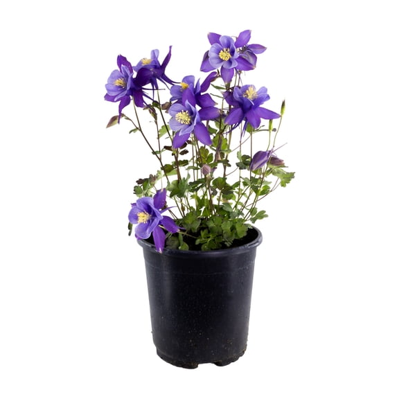 Expert Gardener Outdoor Live Plant Aquilegia Columbine Earlybird Multi-Color Purple and Blue 2.5QT, Partial Shade